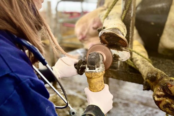 photo service offert parage d'onglon et maladie